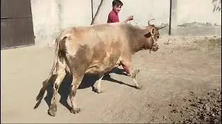 #animalshorts #cow #biganimal #animals