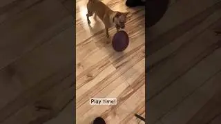 Cute puppy plays with spinning football#cutedog #cutedog #doglife #dogtv #dogtricks #viraldogshorts