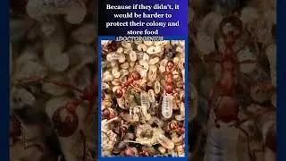 Why ants have complex underground tunnels? 1DoctorGenius SMARTRIVIA
