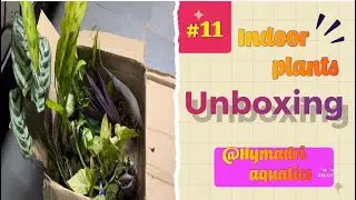 10+ Online indoor plants shopping​ @himadriaquaticsandgardens-7604