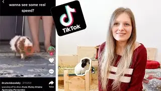 The Guinea Pig Side of TikTok