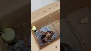 Распаковка детёныша обезьянки || Бедная обезьянка, которую нужно усыновить || Обезьянка || Бедная...