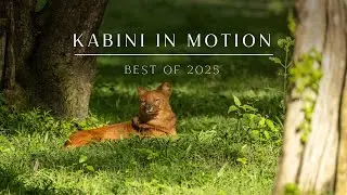 Kabini in Motion | Best of 2025 | Evolve Back Kuruba Safari Lodge