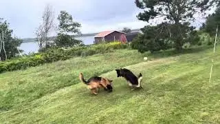 Hosim x07 x08 durability test review vs 2 German Shepard