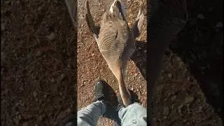 THE DUCK BIT A HOLE IN HIS PANTS 🤣🤣🤣