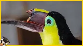 20 Animali Che Hanno Avuto Una Seconda Possibilit&agrave; Nella Vita
