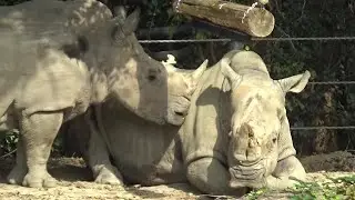 シロサイさんが可愛い❤ Cute white rhino #288　【Cute animal videos】【のんほいパーク】