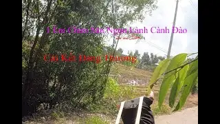 N&aacute; Cao Su Tập:12 1 Ng&agrave;y  &Ocirc;m Bi C&ugrave;ng T&acirc;n Da Đen V&agrave; 1 Em Chim Săn...#tandaden #nacaosu #slingshot