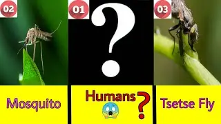 Top 10 most dangerous animals in the world 2020 || Most dangerous animals ever in World