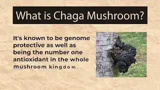 Why Chaga Is A Potent Immune Modulator and Anti-Oxidant