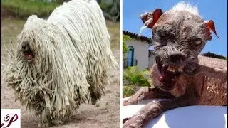 12 World Ugliest Dogs Of All Time