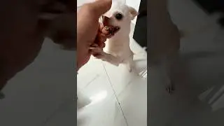 The Kuchi Kuci helicopter 🚁 🤣🤣 Angry chihuahua vs french bulldog