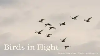 Birds in Flight #birds #songnew #natureswondersmariejosehauman #naturevideo #birdsinflight