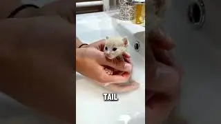 Rescue a baby fox on the road and then..
