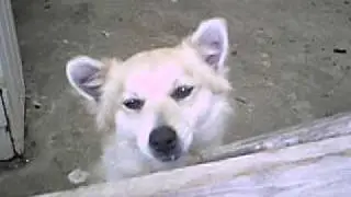 cane simpatico