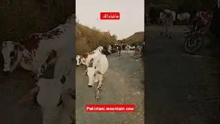 #cow #gircow#indiancows #Pakistani_mountain_cow #short #ytshorts #viralvideo