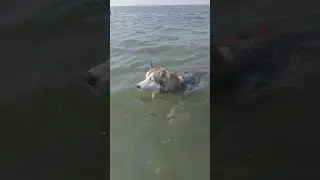swimming time#ytshorts#husky#huskylovers#siberianhusky#doglover