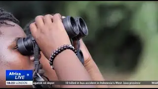 Ugandan migratory bird in danger due to destruction of insects' habitats