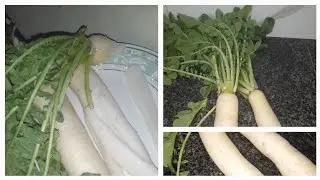 Radish Benefits And Side Effects |مولی تارو کی چھاوں میں| Mooli Ke Faiday Aur Nuqsaan in Urdu