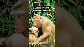 Luna and baby Lucie so sweet and warming 🥰🥰 #Lucie #Luna #shortsvideo  #adorable  #cutebaby
