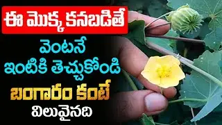 శరీరాన్ని వజ్రంలా మారుస్తుంది..100 రోగాలను నయం చేసే మొక్కని వదలకండి || atibala chettu || KSK Home
