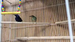 Honey Creepers - Blue & Green - Beautiful Small Parrot Bird