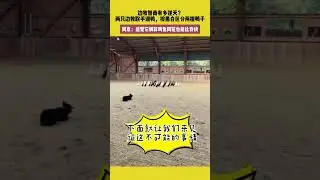 边牧智商有多逆天？两只边牧联手训鸭，按黑白区分两拨鸭子，网友：感觉它俩算鸡免同笼也能比我快 #萌宠 #宠哈哈 #pets