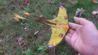 Gynandromorph: Argema mittrei (comet moth)