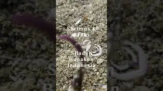 Shrimps & Crabs on Coral &ndash; Underwater Macro Life in Bunaken Siladen, Indonesia | 4K Short