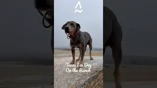 Texas Blue Lacy Dog Perching on a Round Bale on an Icy Day