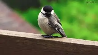 Cat TV for Cat to Watch Black-Capped Chickadee Baby Call /Mallard Duck - Goose - Rabbit - Woodpecker