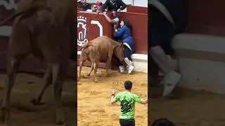 #bull#attack#bullrun #bullfestival #toro #vaquillas#espa&ntilde;a #2025#