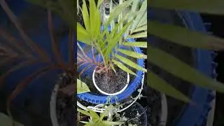 Repotting Young Teddy Bear Palm Tree in the Dougherty Garden on January 11, 2026 #teddybear #palm