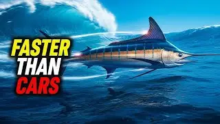 Top 10 Fastest Marine Animals EVER Recorded (Some Are Faster Than Cars!)