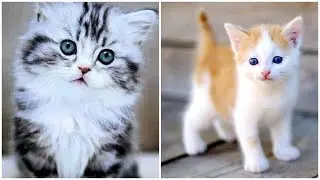 Cute Cats Pictures | Beautiful cat pics | Cute cat Dp images || cat wallpaper   whatsapp Dp images.