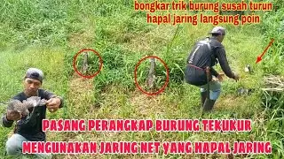 bongkar trik pasang perangkap burung tekukur mengunakan jaring net yang hapal jaring ||