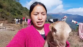 shepherd life of Nepal || Himalayan life of Nepal || pastoral life of Nepal || @manjitacooking