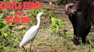 Why? Cattle Egret follow Cow (Cow vs Egret)