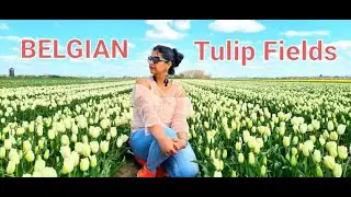 Tulips Fields BELGIUM || Meerdonk, Belgian Tulips Farm