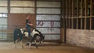 APHA WESTERN PLEASURE collecting at the lope