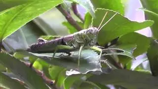 🐝 Japan Grasshopper - Order Orthoptera - Real Japan Monsters