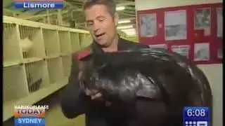 one of 500 biiiiirds
