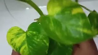 bulbul garden  Mani plant ke pot ko unique banana #viral video