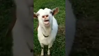 Funny goat sound#shorts