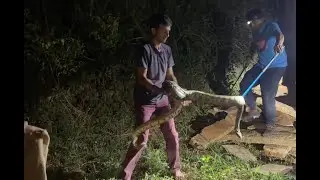 Indian Rock Python Rescue on International Snakebite Awareness Day