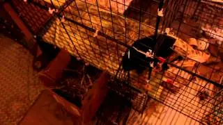 Rabbitat Tour