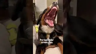 Evolution of My Dog&rsquo;s Scream Yawns | #bernesemountaindog #dog #funnydogs