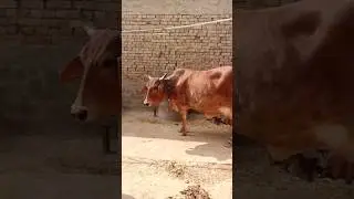 🎊Pure Sahiwal🔥 for sale 2 timer #ytshort 🎊#youtube 💢#dairy #farm #sale .💦
