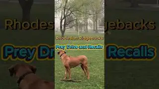 Rhodesian Ridgebacks: About Prey Drive and Recall