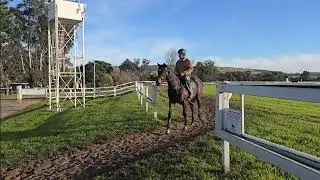 Exceed and Excel x Solar Moon Colt Pre training